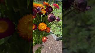 Strawflower is one of my favorites asmrsounds [upl. by Oznecniv]