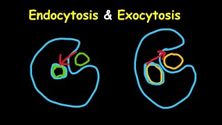 Endocytosis amp Exocytosis simple explanations and demonstrations [upl. by Homere]