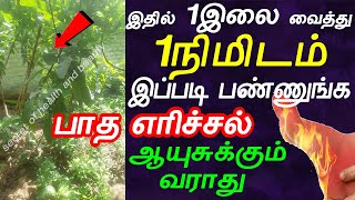 1இலை 1 நிமிடம் பாத எரிச்சல் சரியாகும்  kal patha erichal treatment in tamil  foot pain remedy [upl. by Clareta]