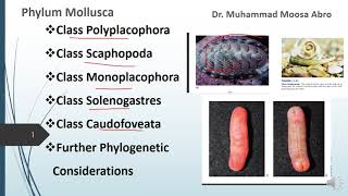 Phylum Mollusca Class Polyplacophora Class Monoplacophora Phylogenetic consideration [upl. by Nniroc]