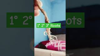 MORPHOLOGY PRACTICAL Primary secondary Tertiary Roots [upl. by Levinson]