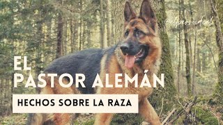 La raza canina más cuidada Pastor Alemán de Competencia [upl. by Nilyam268]