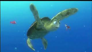 Finding Nemo 2003 Turtle Scene Part 2 [upl. by Penelope]