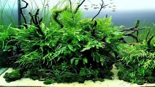 Java Ferns A Botanical amp Historical Look at Their Origins amp How to Grow Them For Profit Too [upl. by Ttayw]