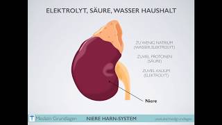 Niere Harn System Medizin Grundlagen Teil 2 [upl. by Rahel]