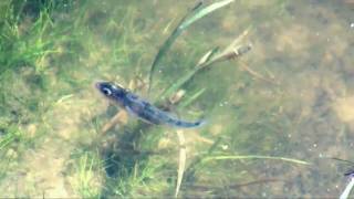 Threespined stickleback and fry Gasterosteus aculeatus [upl. by Intirb]