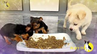 Funny Puppies Food Review 2024  Puppies Eating Homemade Healthy Food  A Review Channel Videos [upl. by Beatrice]