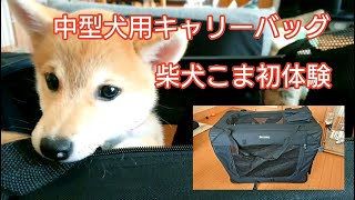 中型犬用キャリーバックお試し【柴犬こま】 [upl. by Greenwald685]