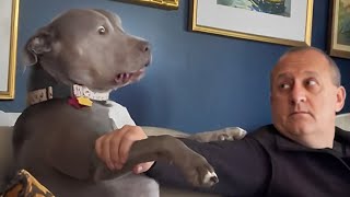 Funny Dog and Human That will Brighten Up Your Day 😍 [upl. by Kaufman]