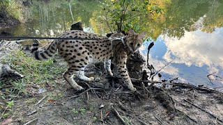 Serval on the Walk [upl. by Jamilla]