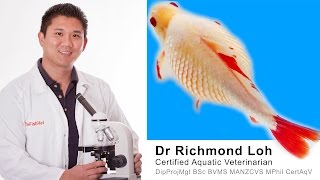 Dr Loh explains the causes of dropsy and does a full examination of a bloated Goldfish [upl. by Ehtylb961]