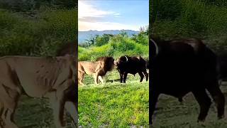 Buffalo Fights Back Intense Lion vs Buffalo Encounter [upl. by Biel]