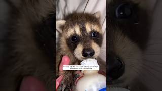 Rescue a baby raccoon after a heavy rain and raised it in their house animalshorts [upl. by Assenyl273]