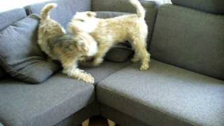 Lakeland Terrier playing 10 [upl. by Helali]