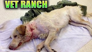 Dog Saved 1 HOUR before being Euthanized GRAPHIC [upl. by Leicester]