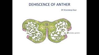 Dehiscence of antherreproduction in flowering plants [upl. by Naginarb]