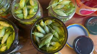 RECETTE AIL DES OURS  conservation des boutons en pickles [upl. by Assilrac]