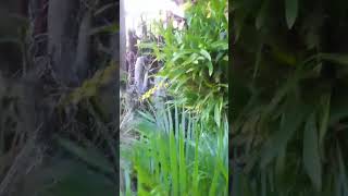 Like subscribe  comment nature natureflowers plants [upl. by Annet]