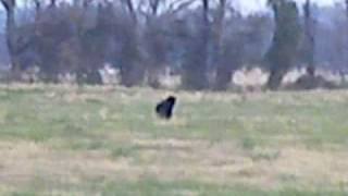 Black Panther in Arkansas [upl. by Sink385]