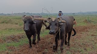 bull ploughing the field  bullock ploughing video  bullock mediavillagelifevillagelifestyle [upl. by Amehsyt233]