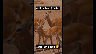 4k Ultra Deer 🦌 video  cham cham Karti chalati Hiran  sweet deer video trading 4kstatus deer 🦌🥰 [upl. by Dale]