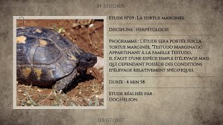 LA TORTUE MARGINÉE  TESTUDO MARGINATA  La tortue bordée [upl. by Notsehc764]