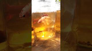 Normal Betta Fish Bottle  Srilankan  Bettafish worldoffish769 shorts [upl. by Enos]