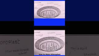 how to draw diagram of chloroplast [upl. by Areehs]