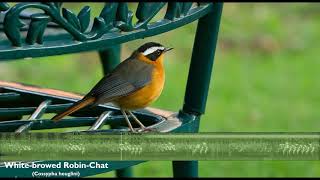 Whitebrowed RobinChat [upl. by Nonnerb]