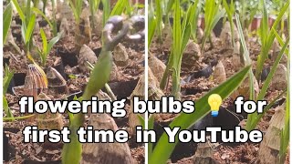 update of bulbs  cymbidium bulbs flowering cymbidium bulbs for d first time in youtube [upl. by Rochkind]