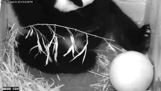 Giant Panda Mei Xiang Gives Birth at Smithsonians National Zoo [upl. by Koral557]