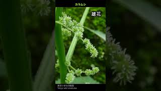 カラムシというから虫と思ったら植物だった6秒八王子市sep [upl. by Eilama]