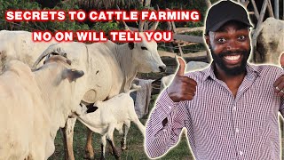 8 TIPS YOU NEED TO SUCCEED IN CATTLE FARMING  LIVESTOCK FARMING IN AFRICA [upl. by Llevad]