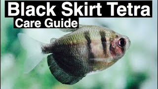 Black Skirt Tetra Care  Need to Know [upl. by Amer]