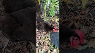 Meet Pepper My New Jersey Giant Hen ft Raspberry [upl. by Aliehs334]