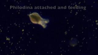 Philodina Rotifer Life Cycle [upl. by Eitac]