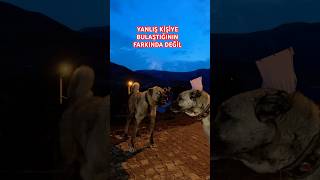 PİTON AZAP AZATA BENZEMEZ Kangal youtubeshorts dog [upl. by Portwine]