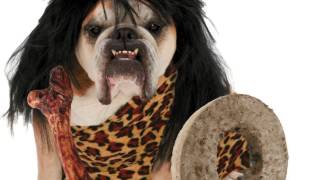 TOP 15 Los mejores difraces de Halloween para perro [upl. by Mcdonald]