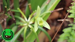 Cultivar Vainilla de la manera correcta [upl. by Norud]