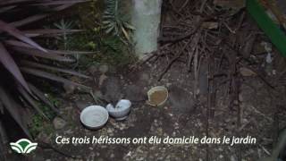 Comment nourrir les hérissons au jardin [upl. by Benedick148]