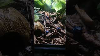 Blue Dart Frogs [upl. by Leanna]