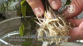 Tips and tricks for handling plants in the aquarium Tropica Aquarium Plants [upl. by Kerwin]