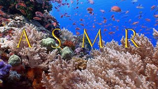 ASMR Autonomous Sensory Meridian Response Coral Seas part 1 of Seaquariums relaxation series [upl. by Greenebaum177]