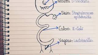 Normal microbial Floraeasy way to remember normal Flora [upl. by Anjanette]