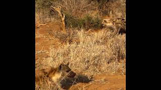 Two Spotted Hyenas Crocuta Crocuta at Madikwe spottedhyena africanwildanimals safari wildlife [upl. by Burch]