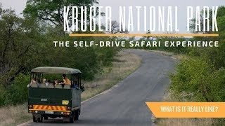 What Its Like to Safari at Kruger National Park in South Africa  A Travel Guide [upl. by Enawtna]