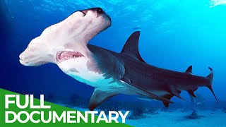 Wildlife  Just Sharks  Free Documentary Nature [upl. by Zeke]