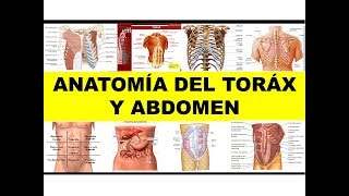 quotANATOMÍA DEL TÓRAX Y ABDOMENquot [upl. by Stanway158]