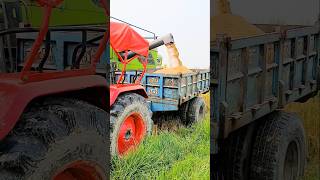 Getting paddy harvested by a combine harvester  combine combineharvester [upl. by Dietz]