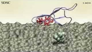 Enzymes break down cellulose into sugars [upl. by Adnohsar]